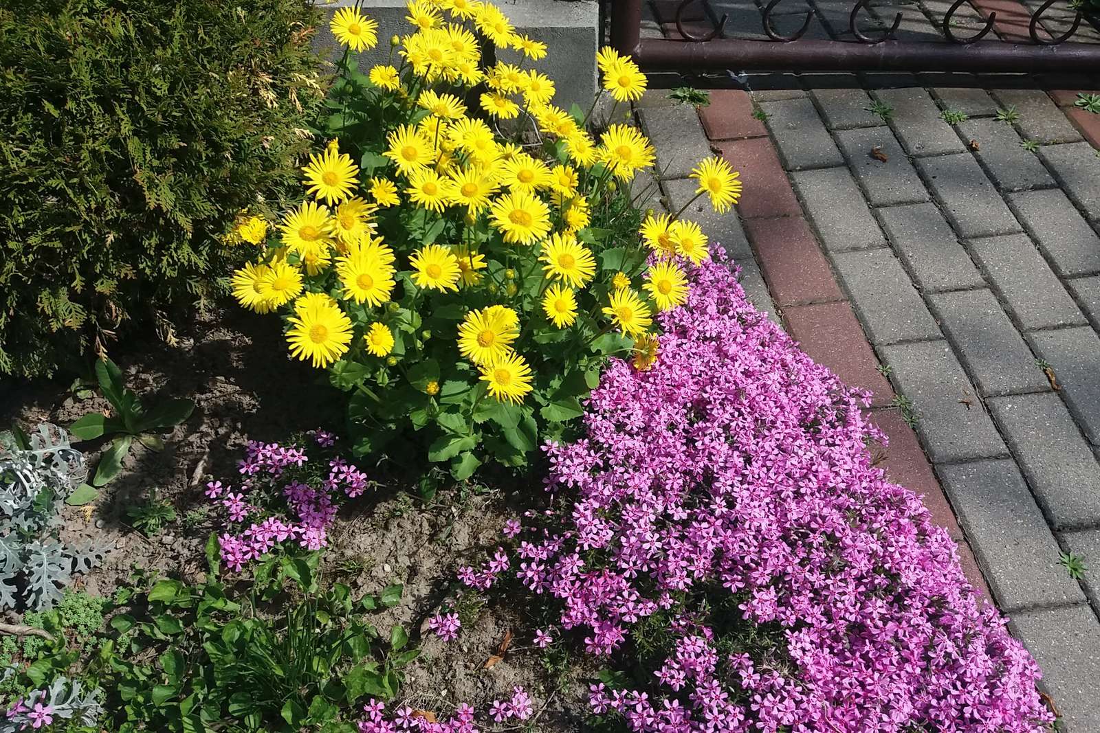 Fleurs colorées à côté du trottoir. puzzle en ligne