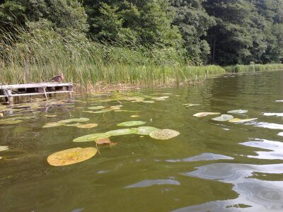Egy tó Bory Tucholskie-ban kirakós online