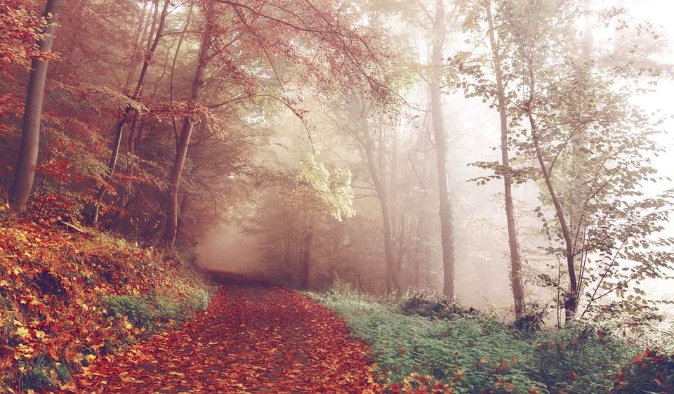 Herbstlicher Wald Puzzlespiel online