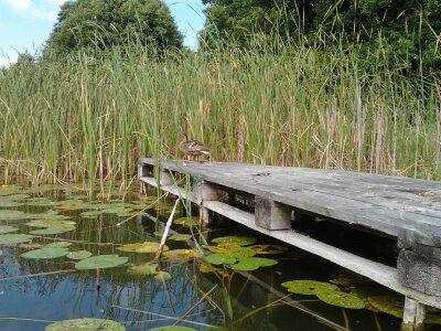 en sjö i Bory Tucholskie Pussel online