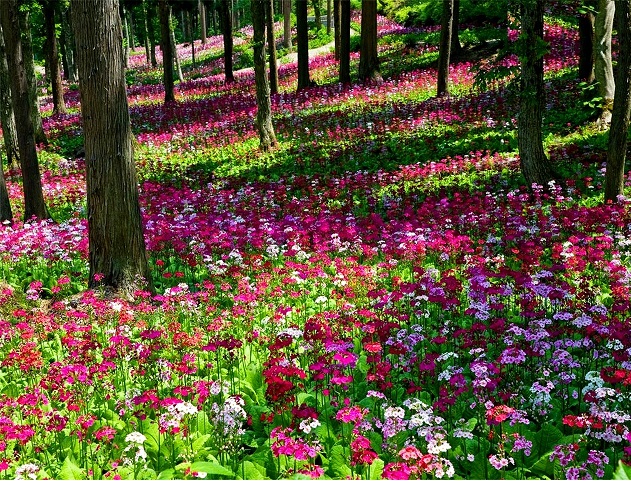 Λουλούδι δάσος. online παζλ