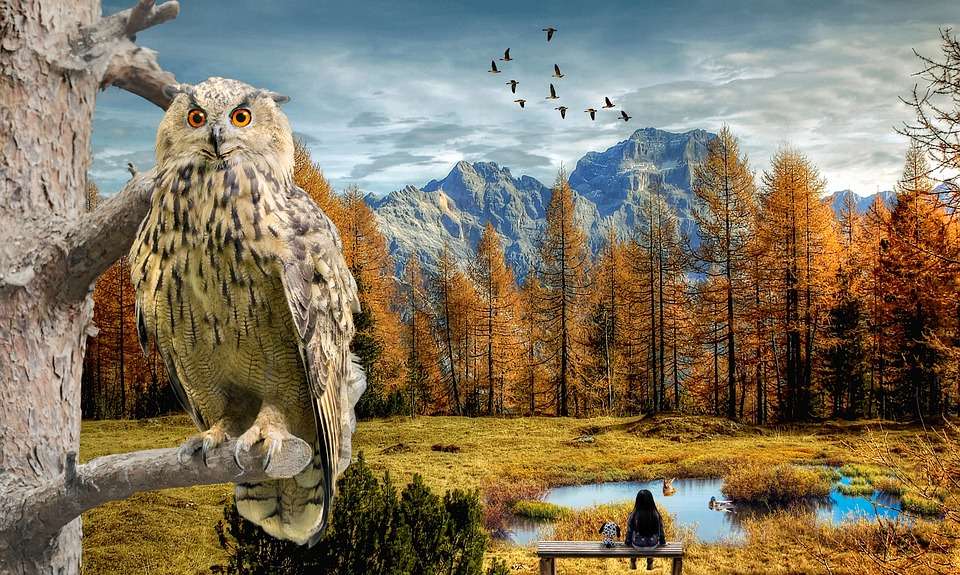 Owl on the tree online puzzle