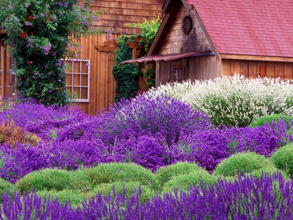 lavender farm online puzzle