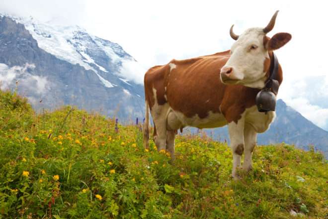 vaca alpina quebra-cabeças online