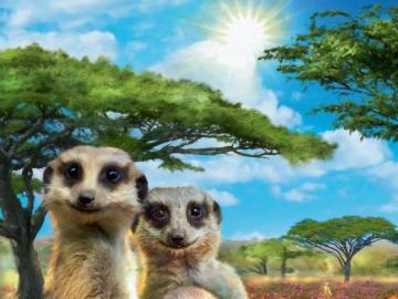 Meerkats är djur Pussel online