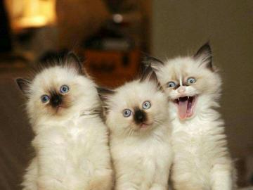 3 aranyos cica, cica macska online puzzle