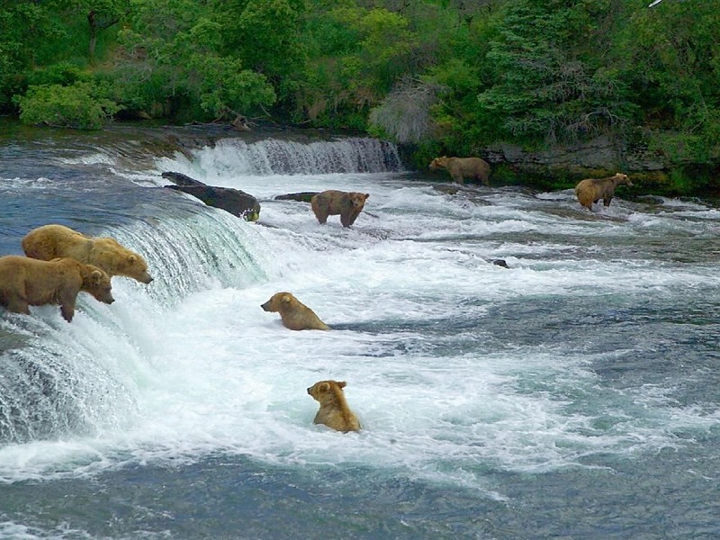 Björnar i Alaska. pussel på nätet