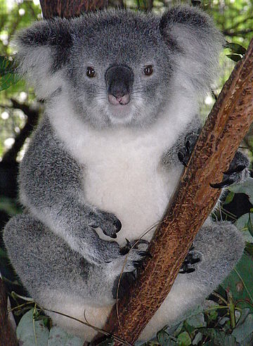 Australská Koala online puzzle