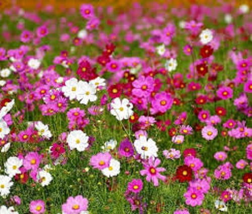 Cosmos. jigsaw puzzle online