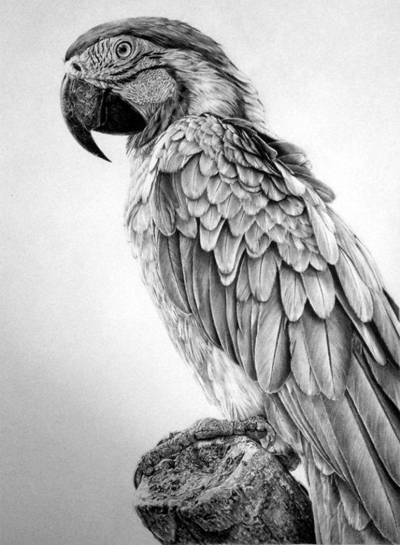 Sketched parrot - puzzle game for artists online puzzle