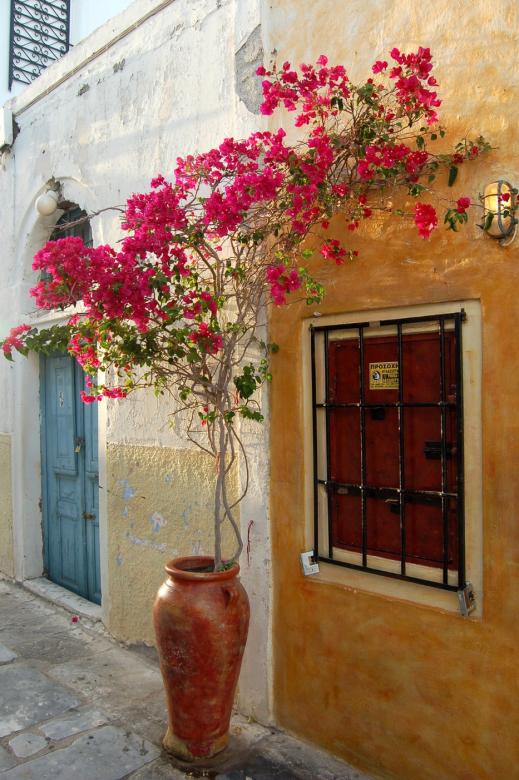 Blommaträd, Grekland pussel på nätet