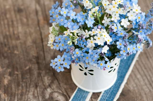Цветы голубые незабудки пазл онлайн