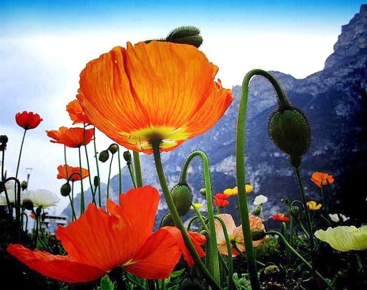 Poppies on mountain meadows. online puzzle