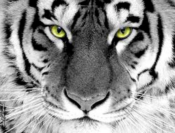 λευκή τίγρη online παζλ