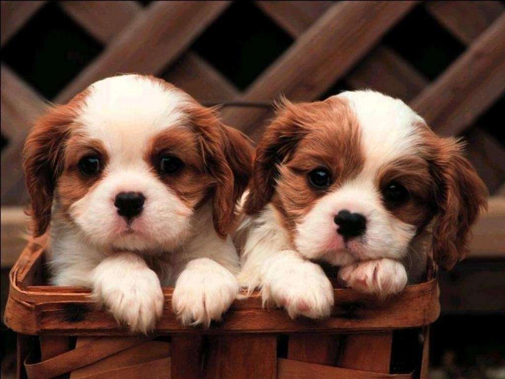två vackra hundar Pussel online