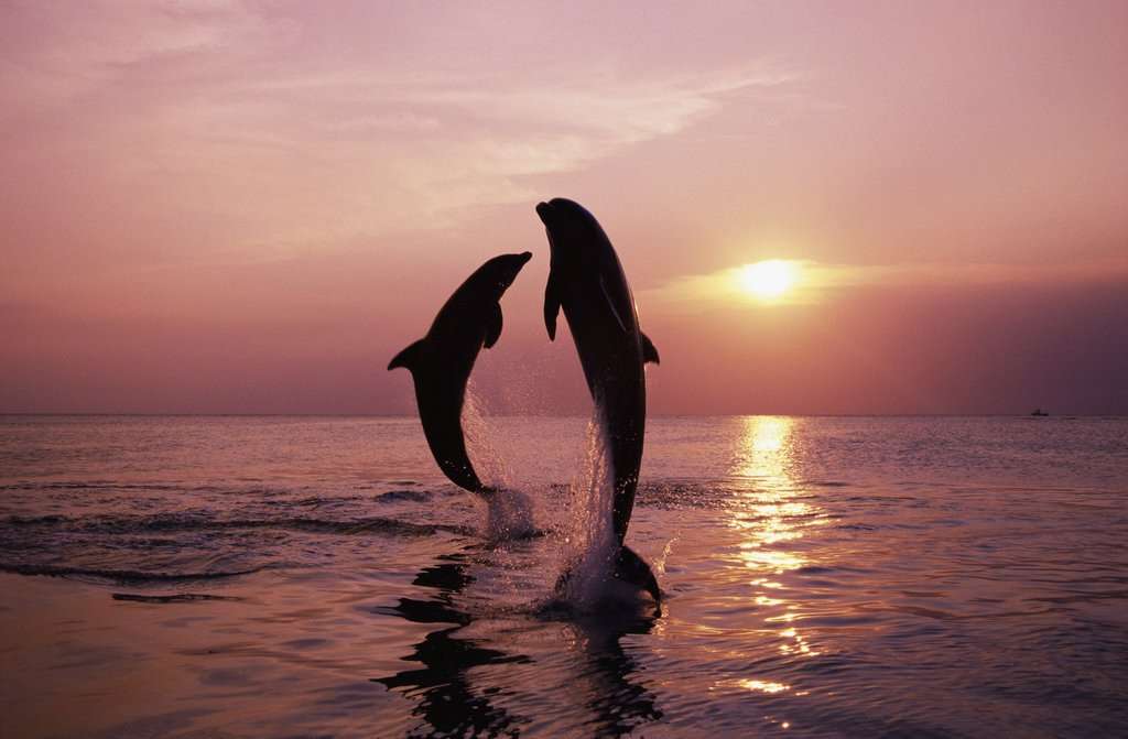 твърде красиви делфини онлайн пъзел