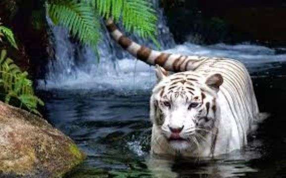 білий тигр пазл онлайн