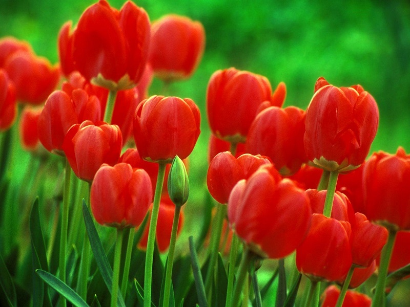 Rote Tulpen. Puzzlespiel online