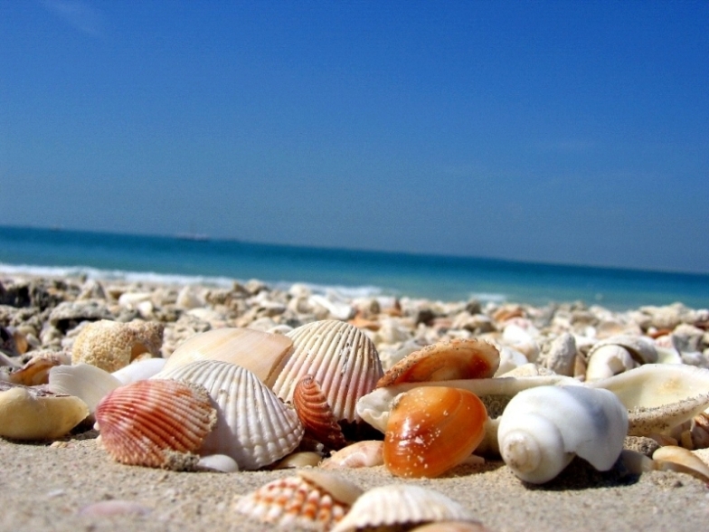 Conchas en la orilla del mar rompecabezas en línea