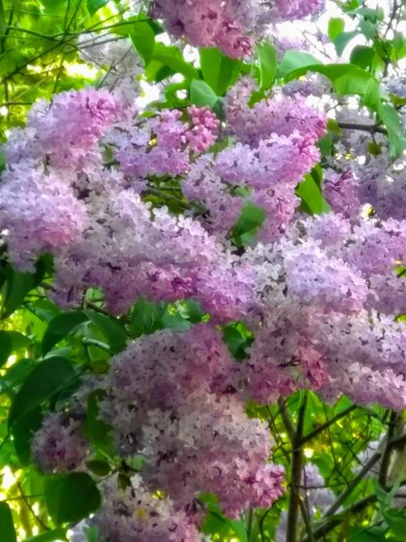 Un beau buisson de lilas. puzzle en ligne