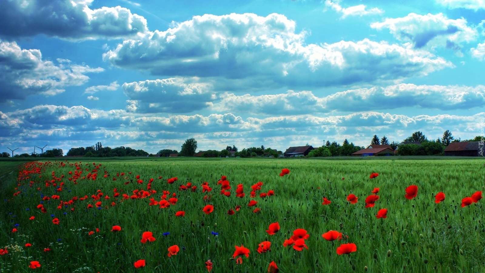 Field of red poppies online puzzle