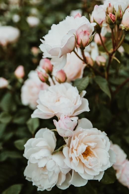 Trandafiri albi frumoși pe tufiș jigsaw puzzle online