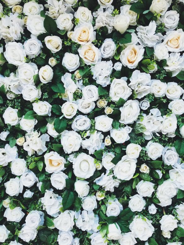 Roses blanches partout puzzle en ligne