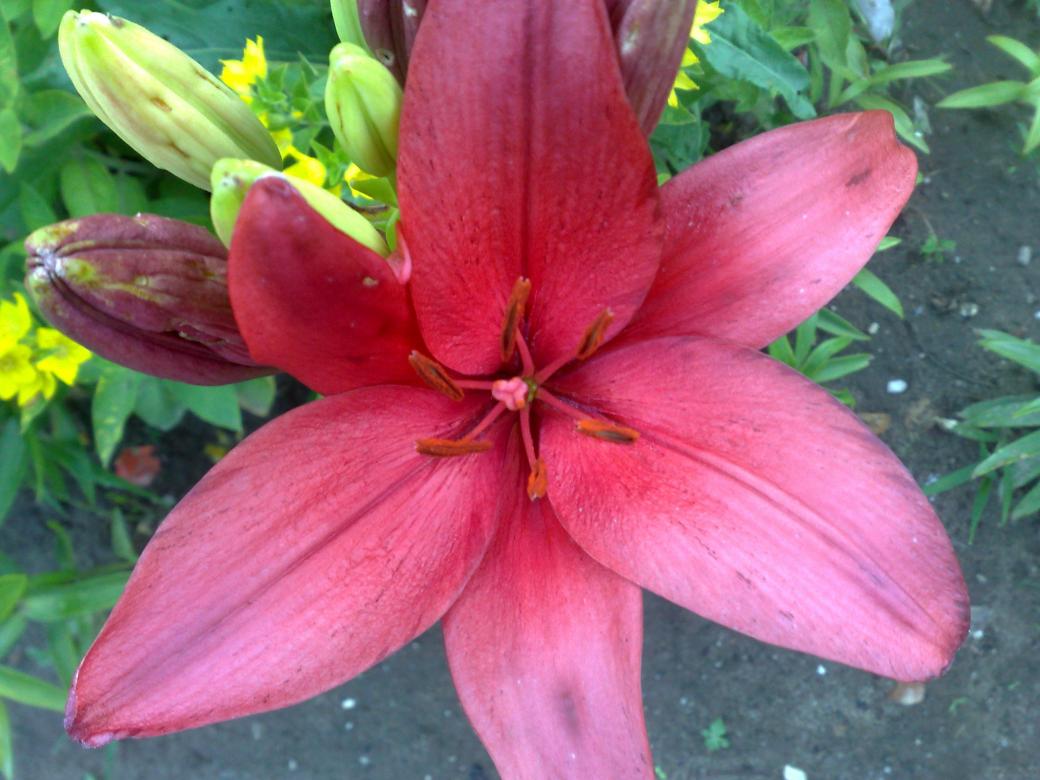 garden lily jigsaw puzzle online