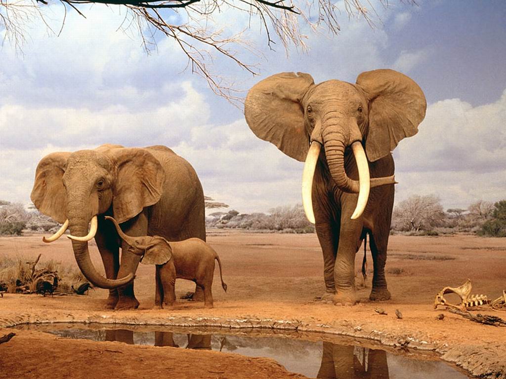 Sloní rodina online puzzle
