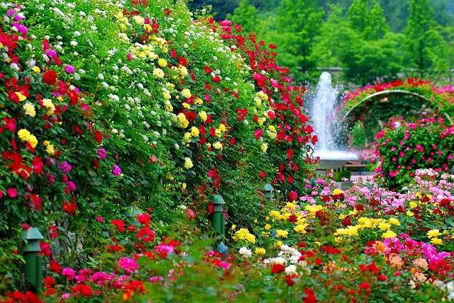 I en rosenträdgård med en fontän. pussel på nätet