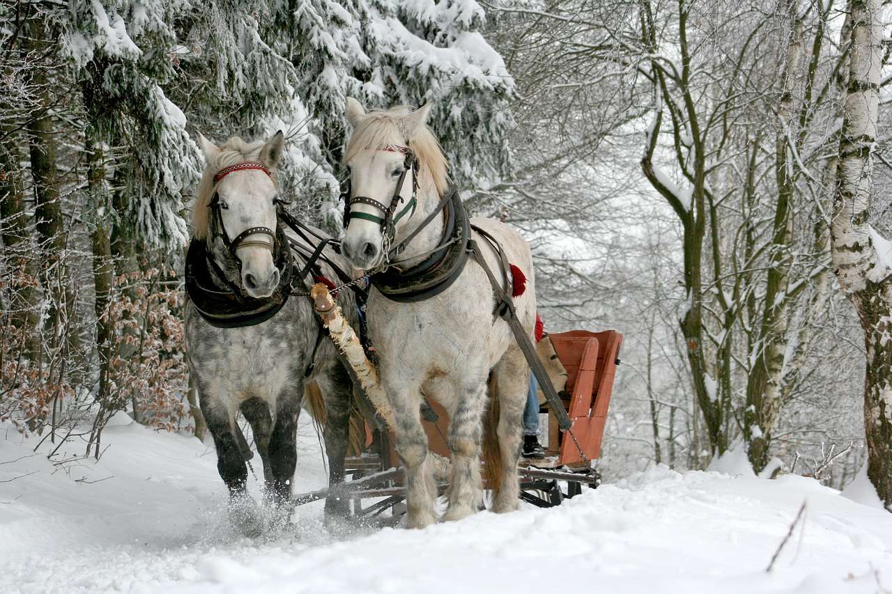 Cold-blooded horses pull the sleigh online puzzle