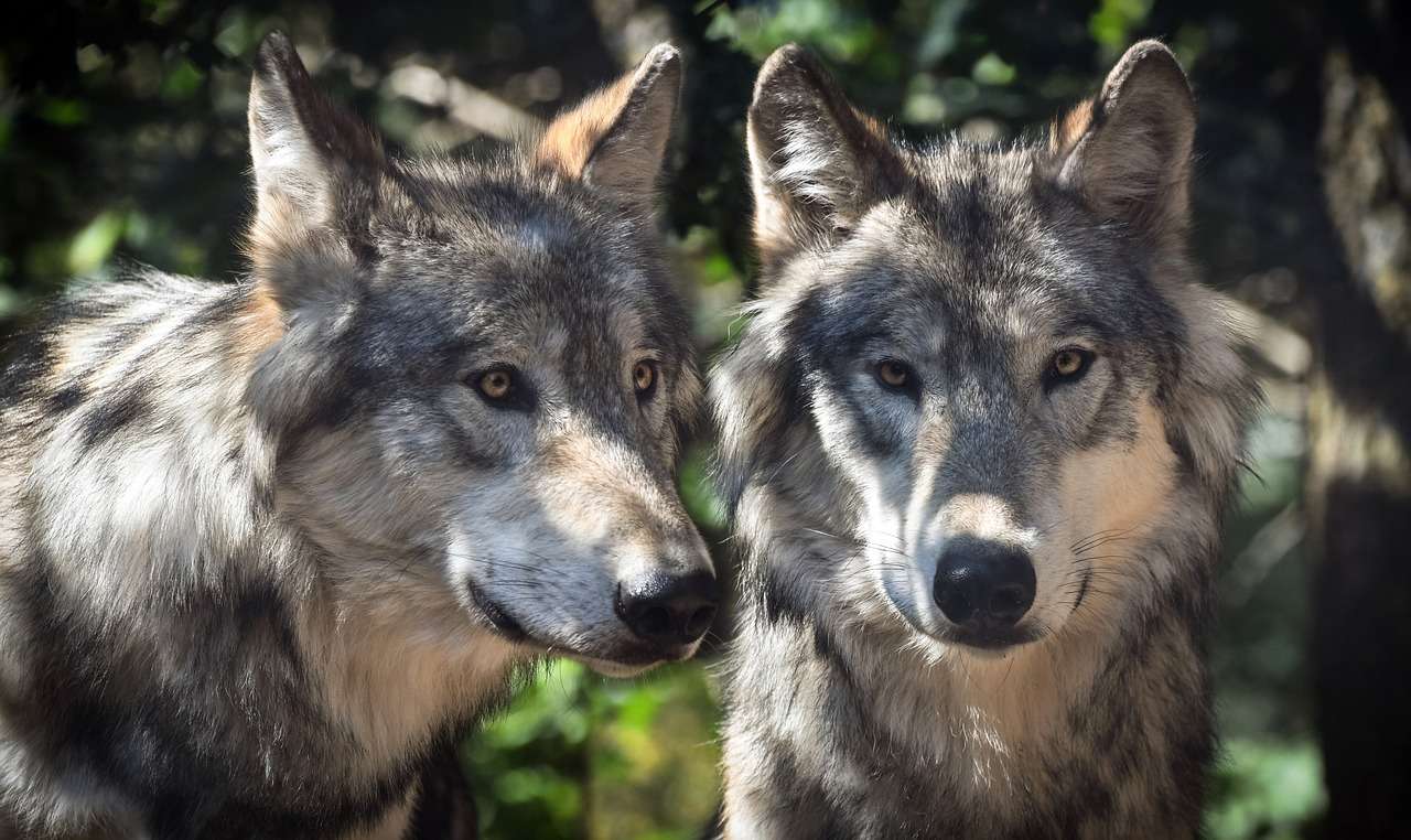 Wolves two jigsaw puzzle online