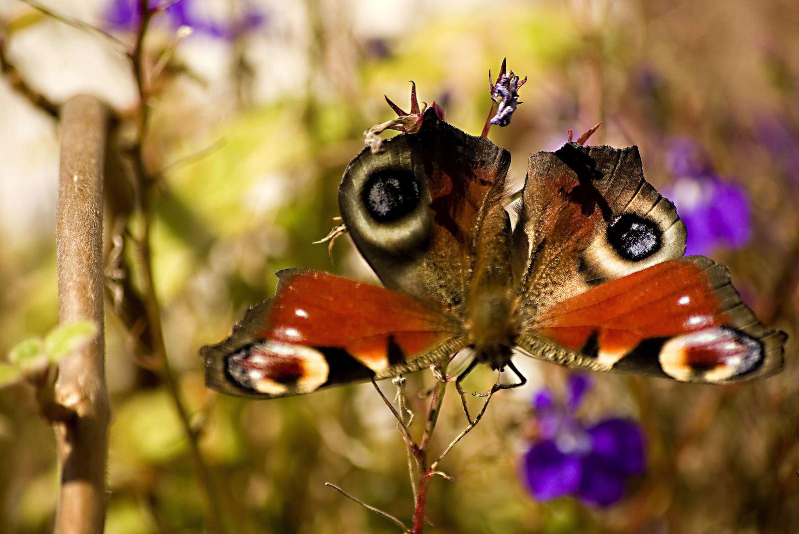 Пеперуда от пеперуди онлайн пъзел