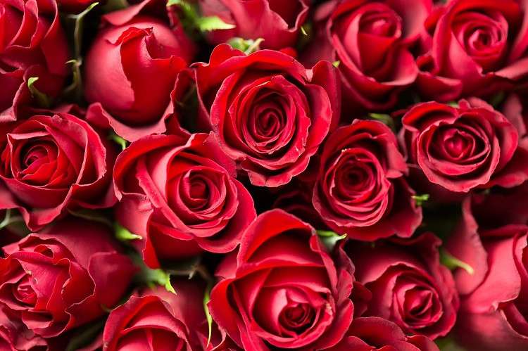 Rode rozen. legpuzzel online