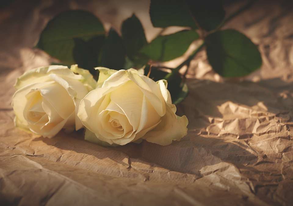 Κίτρινα τριαντάφυλλα online παζλ