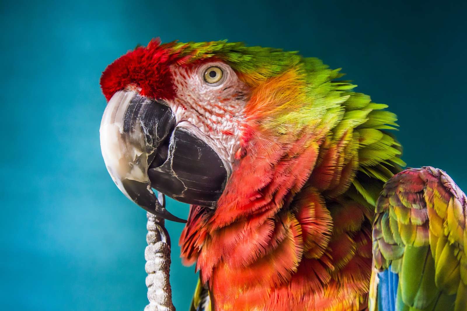 Удивительный попугай ара пазл онлайн