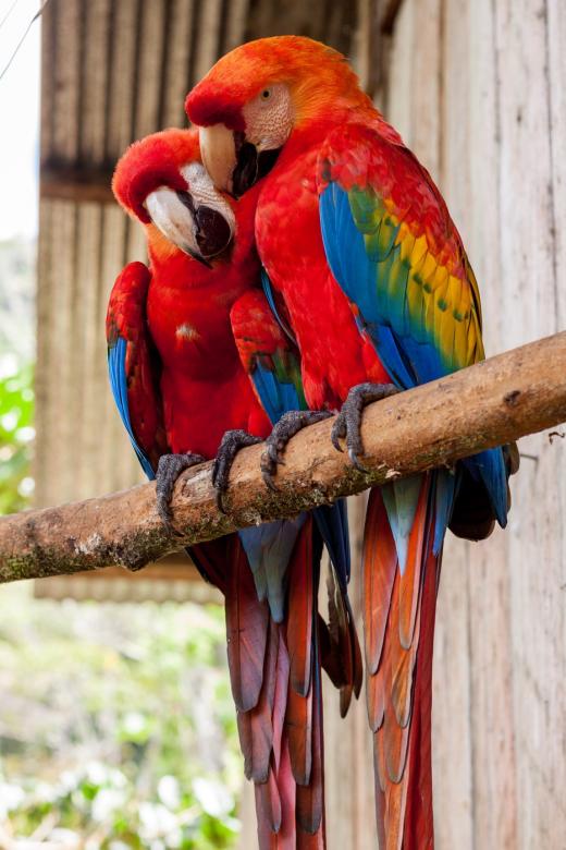 Обичащи папагали онлайн пъзел