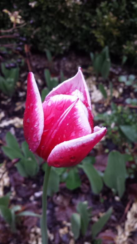 tulipán en el fondo de la hierba rompecabezas en línea