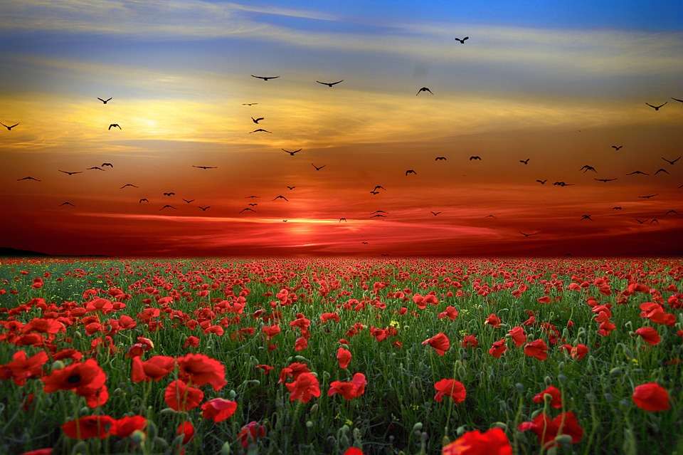 Field of poppies jigsaw puzzle online