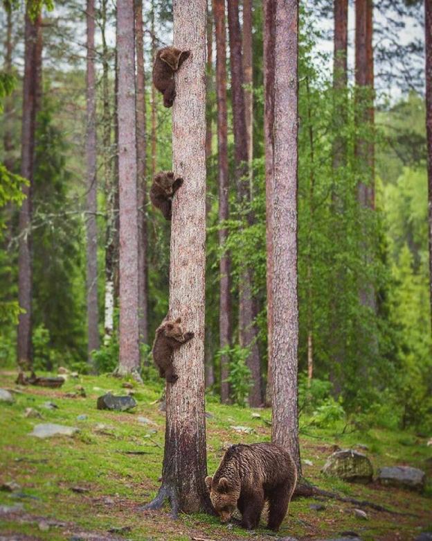 Erdő és egy medve család kirakós online