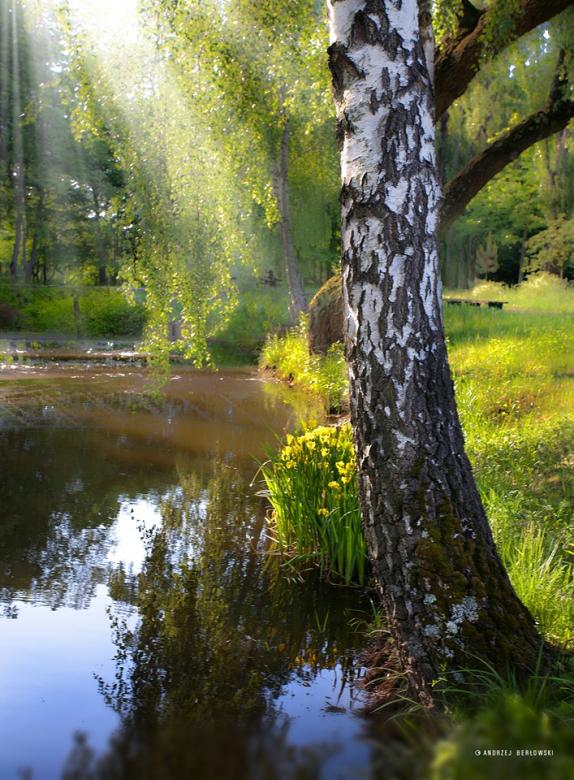 Birch above the water in the sun jigsaw puzzle online