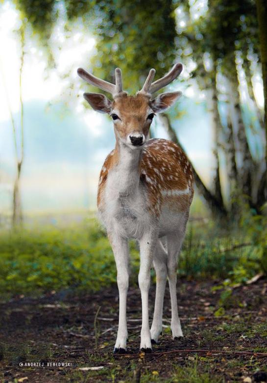 Portrait of a fallow deer in the forest jigsaw puzzle online