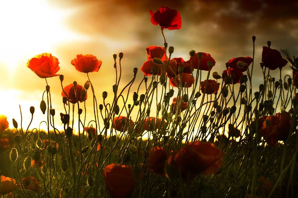 Field of poppies online puzzle