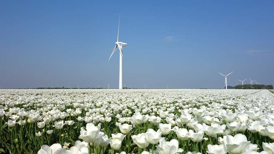 Um campo de tulipas brancas puzzle online