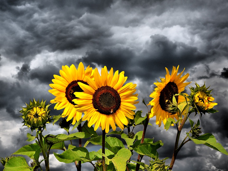 Sunflowers and sky online puzzle