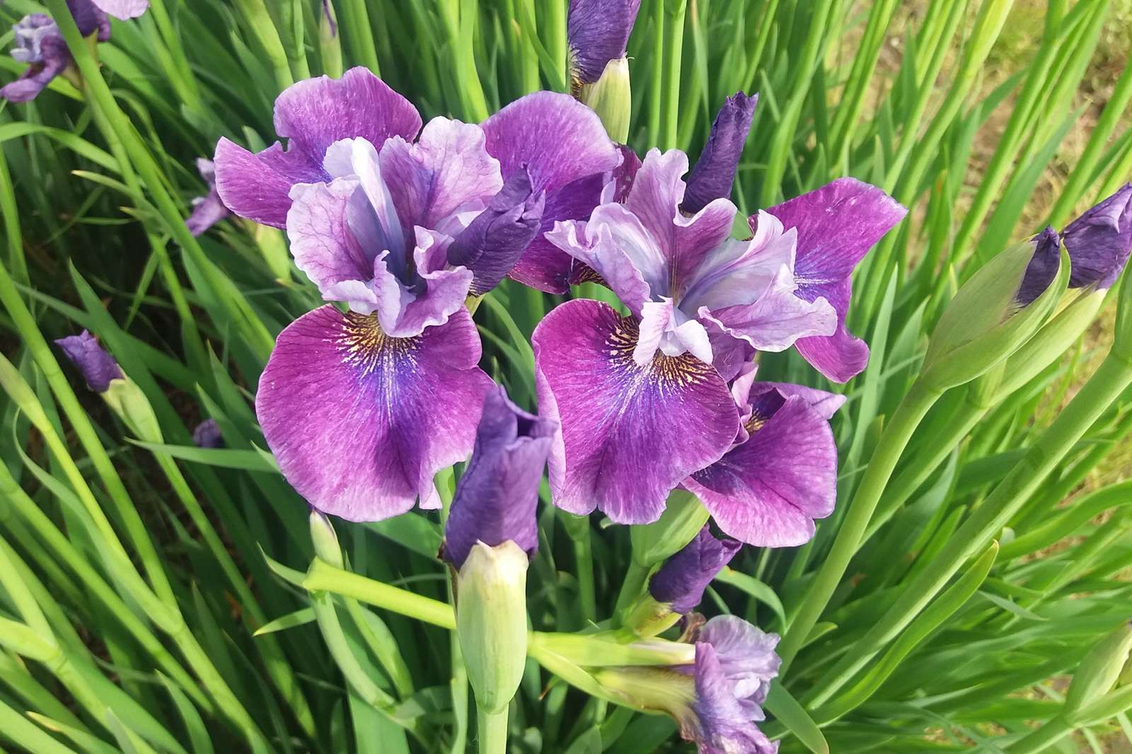 Violetter Gladiolus im Park Online-Puzzle