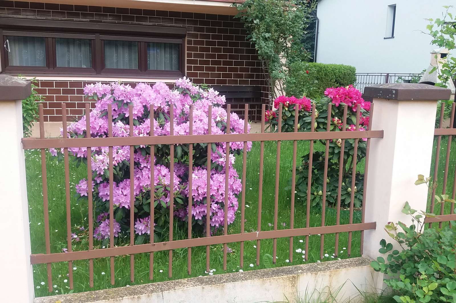 Rhododendren hinter dem Zaun. Online-Puzzle