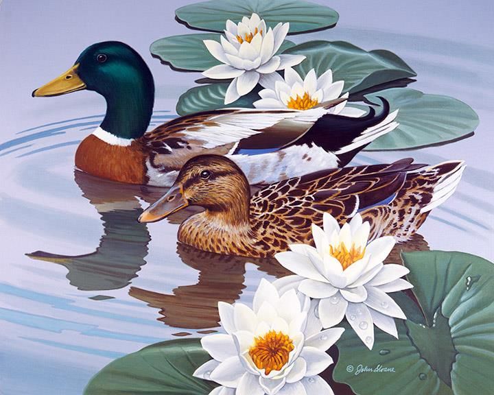 Water lilies and ducks. jigsaw puzzle online