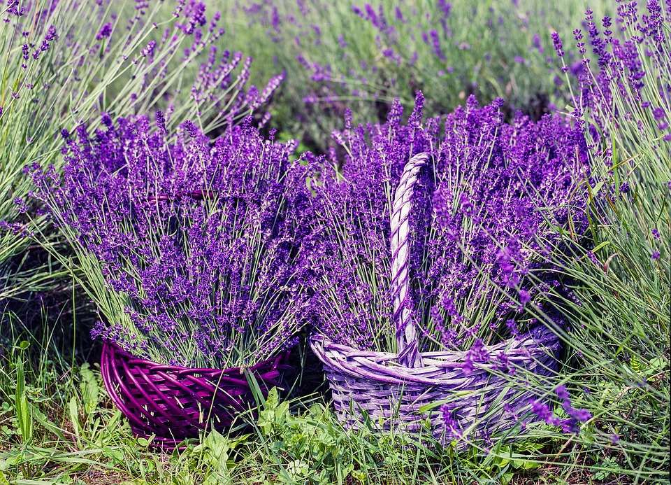 Baskets of lavender jigsaw puzzle online