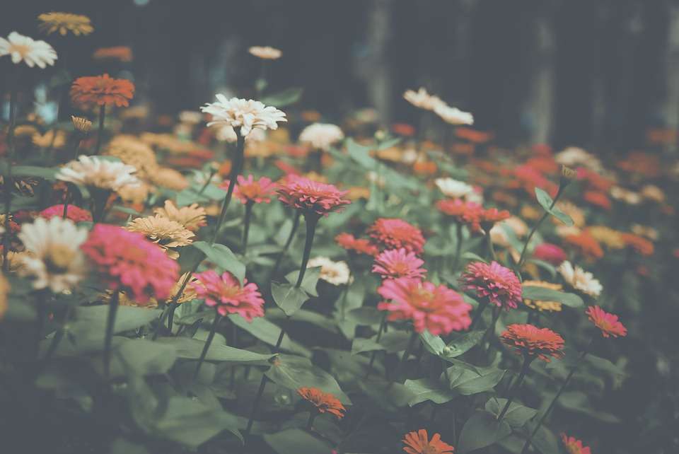 різнокольорові квіти пазл онлайн